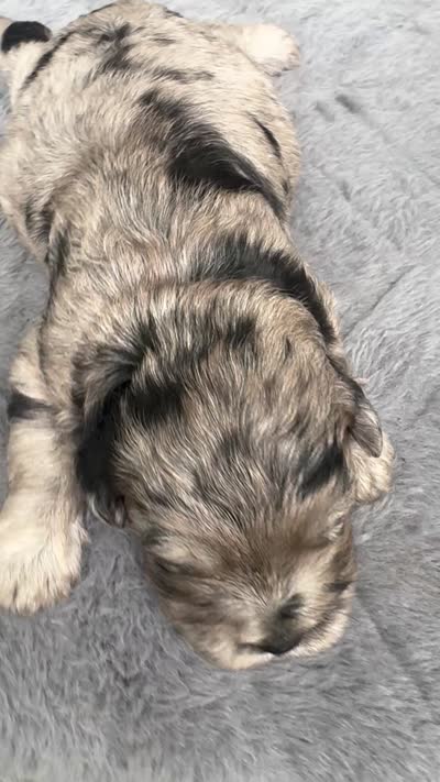 Marley mini Chowdoodle from DoDo parents , a female Chow Chow and Poodle - Miniature  for sale in Tampa, FL – 2 of 9