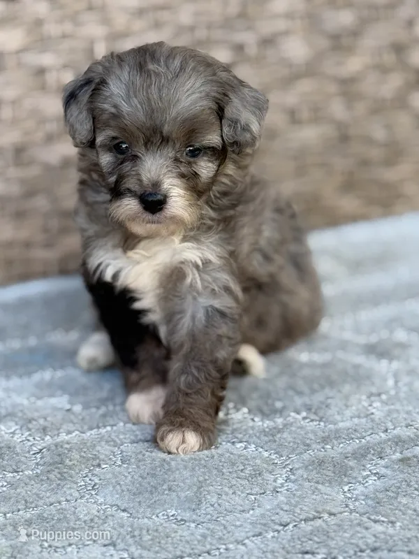 Misty – Miniature Aussiedoodle puppy for sale in Tampa, FL