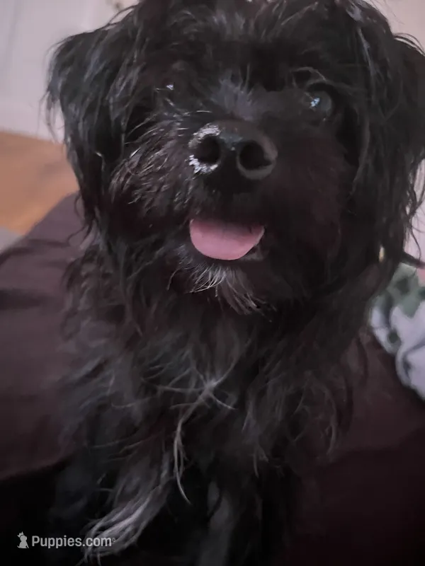 Rocko  – Shih Tzu puppy for sale in Richmond, VA