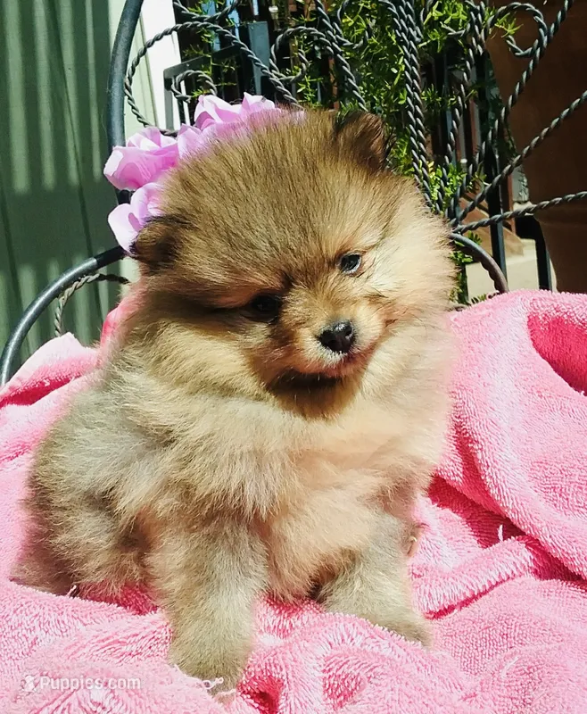 AKC happy boy  – Pomeranian puppy for sale in Los Angeles, CA