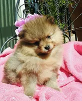 AKC happy boy , a male Pomeranian for sale in Los Angeles, CA – 1 of 3