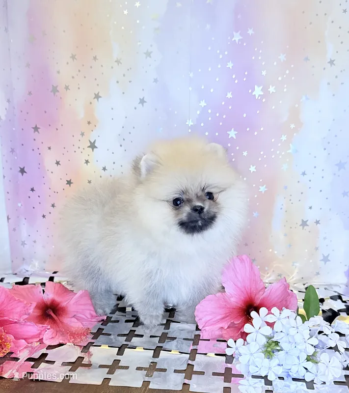 Paisley 💐  – Pomeranian puppy for sale in Los Angeles, CA