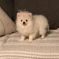 2 pound Tiny princess, a female Pomeranian for sale in Los Angeles, CA – Photo 3 of 4