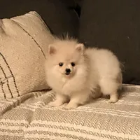 2 pound Tiny princess, a female Pomeranian for sale in Los Angeles, CA – Photo 2 of 4