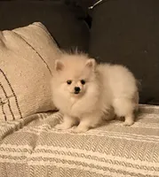 2 pound Tiny princess, a female Pomeranian for sale in Los Angeles, CA – Photo 2 of 4