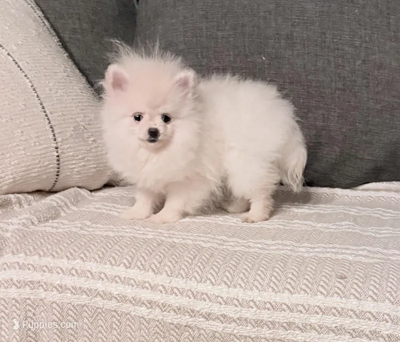 2 pound Tiny princess