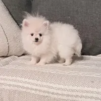 2 pound Tiny princess, a female Pomeranian for sale in Los Angeles, CA – Photo 1 of 4