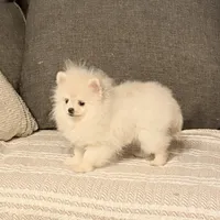 2 pound Tiny princess, a female Pomeranian for sale in Los Angeles, CA – Photo 4 of 4