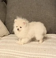 2 pound Tiny princess, a female Pomeranian for sale in Los Angeles, CA – Photo 4 of 4