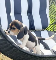 Ranger , a male Beagle for sale in Los Angeles, CA – 4 of 6