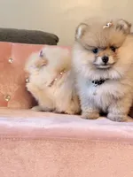AKC Rose 🌹 bear, a female Pomeranian for sale in Los Angeles, CA – 2 of 2