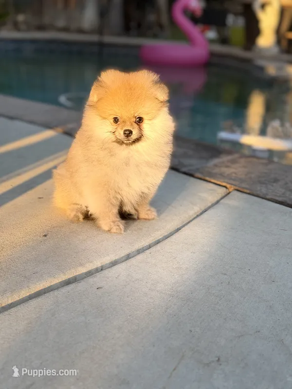 AKC Theo bear 🐻  – Pomeranian puppy for sale in Los Angeles, CA