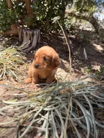 Golden girl, a female Golden Retriever for sale in Los Angeles, CA – 3 of 3