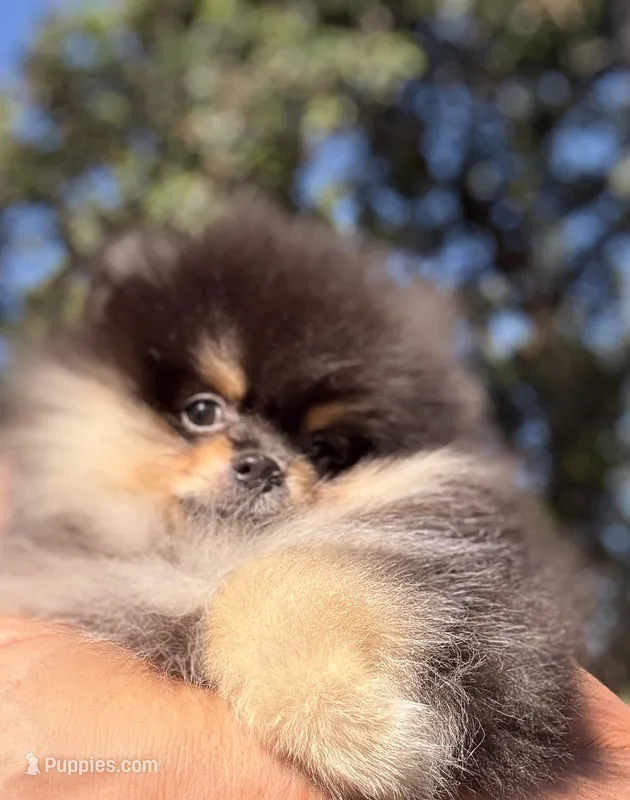 AKC black n tan  – Pomeranian puppy for sale in Los Angeles, CA