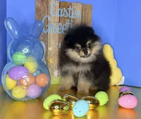 AKC black n tan , a male Pomeranian for sale in Los Angeles, CA – Photo 3 of 4