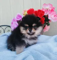 AKC black n tan , a male Pomeranian for sale in Los Angeles, CA – Photo 3 of 3