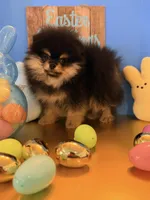 AKC black n tan , a male Pomeranian for sale in Los Angeles, CA – Photo 4 of 4