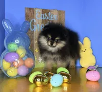 AKC black n tan , a male Pomeranian for sale in Los Angeles, CA – Photo 1 of 4