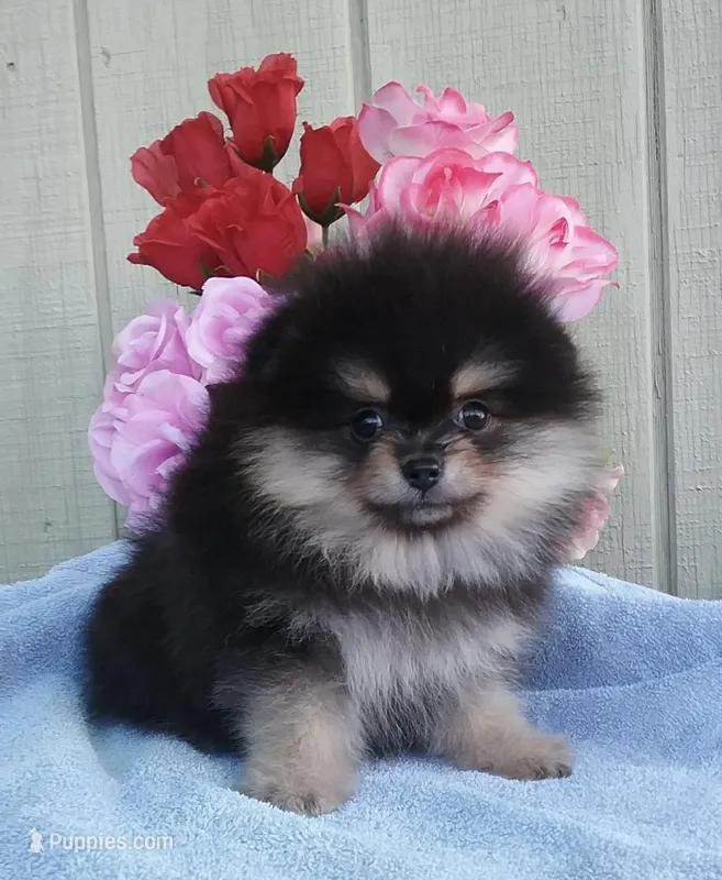 AKC black n tan  – Pomeranian puppy for sale in Los Angeles, CA