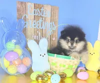 AKC black n tan , a male Pomeranian for sale in Los Angeles, CA – Photo 2 of 4