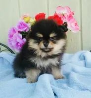 AKC black n tan , a male Pomeranian for sale in Los Angeles, CA – Photo 1 of 3