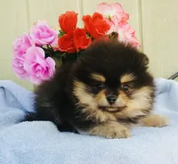AKC black n tan , a male Pomeranian for sale in Los Angeles, CA – Photo 2 of 3