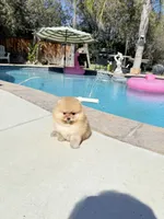 Boo bear teddy Pom , a male Pomeranian for sale in Los Angeles, CA – 3 of 3