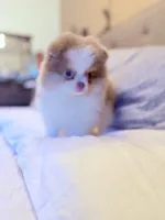 Lilac tri boy, a male Pomeranian for sale in Los Angeles, CA – Photo 2 of 2