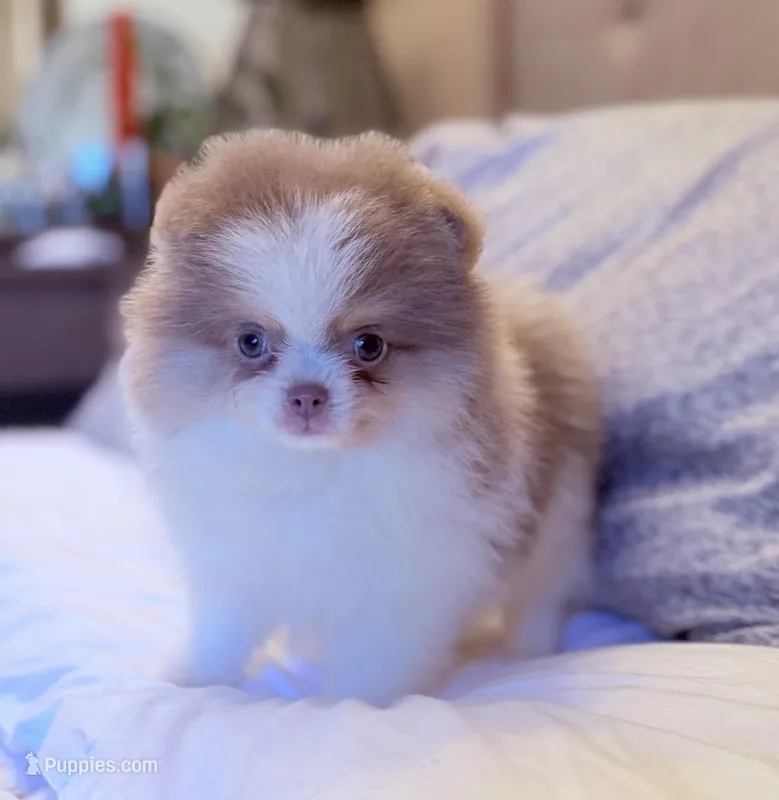 Lilac tri boy – Pomeranian puppy for sale in Los Angeles, CA