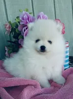 AKC white Pom boy , a male Pomeranian for sale in Los Angeles, CA – 4 of 4