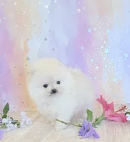 Pedal 🌺 , a female Pomeranian for sale in Los Angeles, CA – 3 of 6