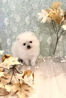 Icy bear 🐻‍❄️, a male Pomeranian for sale in Los Angeles, CA – 1 of 3