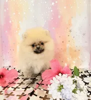 Paisley 💐 , a female Pomeranian for sale in Los Angeles, CA – 4 of 4
