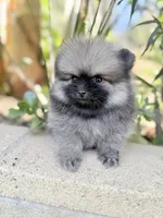 Tiny wolfie, a male Pomeranian for sale in Los Angeles, CA – 4 of 4