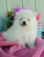 AKC white Pom boy , a male Pomeranian for sale in Los Angeles, CA – 3 of 4