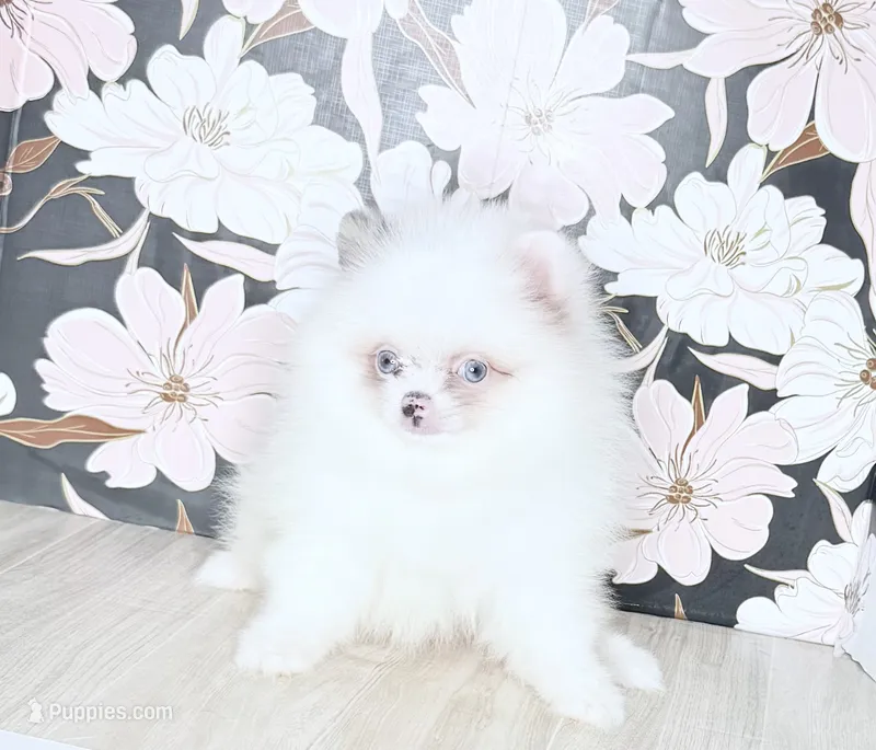 Blue eyed ice bear – Pomeranian puppy for sale in Los Angeles, CA
