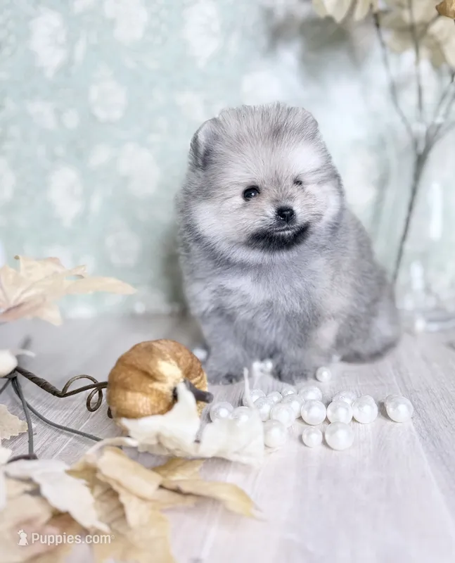 Silver bells 🔔  – Pomeranian puppy for sale in Los Angeles, CA