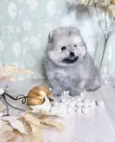 Silver bells 🔔 , a male Pomeranian for sale in Los Angeles, CA – 1 of 3
