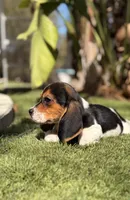 Ranger , a male Beagle for sale in Los Angeles, CA – 5 of 6
