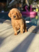 Golden boy 🐕, a male Golden Retriever for sale in Los Angeles, CA – 3 of 4