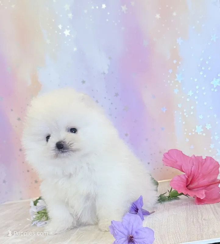 Pedal 🌺  – Pomeranian puppy for sale in Los Angeles, CA