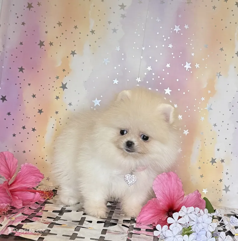 Baby doll 💖 – Pomeranian puppy for sale in Los Angeles, CA