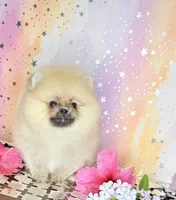 Paisley 💐 , a female Pomeranian for sale in Los Angeles, CA – 2 of 4