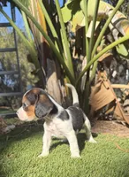 Daisy 🌼 pocket , a female Beagle for sale in Los Angeles, CA – 2 of 3