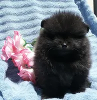  Brindle cheetah boy rare , a male Pomeranian for sale in Los Angeles, CA – 2 of 3