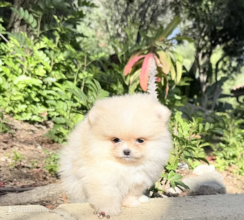 Tiny sunshine  – Pomeranian puppy for sale in Los Angeles, CA