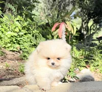 Tiny sunshine , a male Pomeranian for sale in Los Angeles, CA – 1 of 4