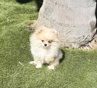Pooh bear 🐻 🍯 , a male Pomeranian for sale in Los Angeles, CA – 2 of 5