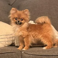 Micro girl Ribbon, a female Pomeranian for sale in Los Angeles, CA – Photo 3 of 7