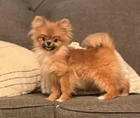 Micro girl Ribbon, a female Pomeranian for sale in Los Angeles, CA – Photo 3 of 7